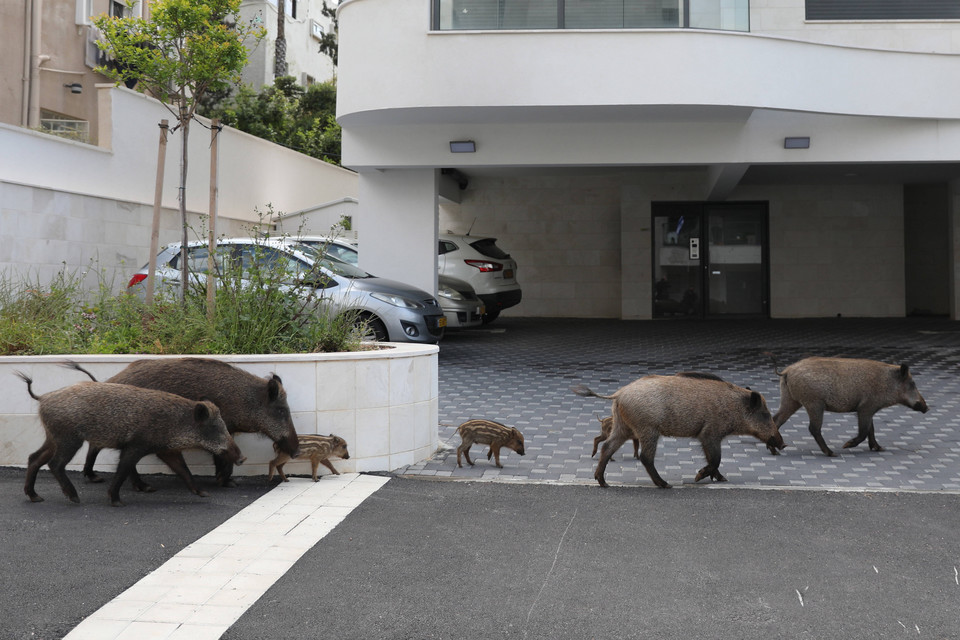 Dziki na ulicach miasta Hajfa, Izrael