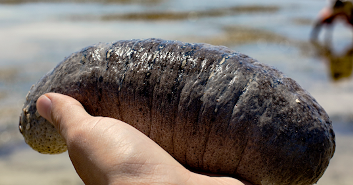 Sea cucumbers are so valuable that people are risking their lives