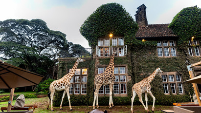 A kenyai birtok az egyetlen olyan hely a világon, ahol még az emeleti ebédlőben is kilophatják a falatot a szánkból