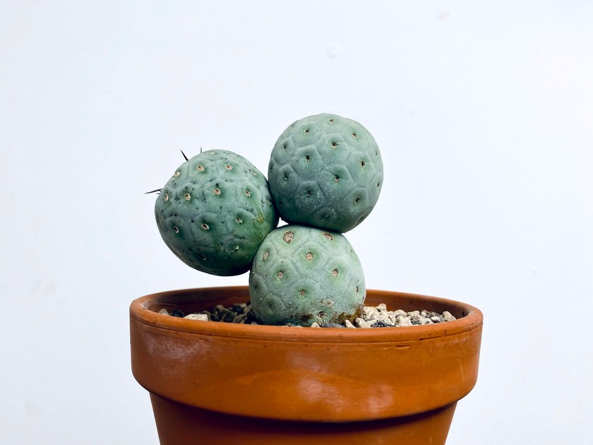 Les cactus sont indissociables de l’urban jungle. 