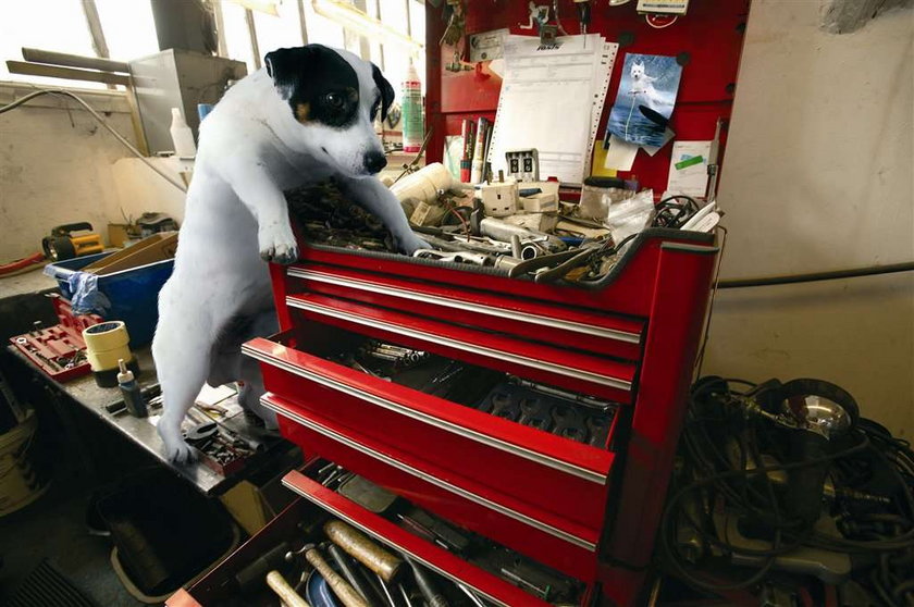 Psy mechanicy na kalendarzu