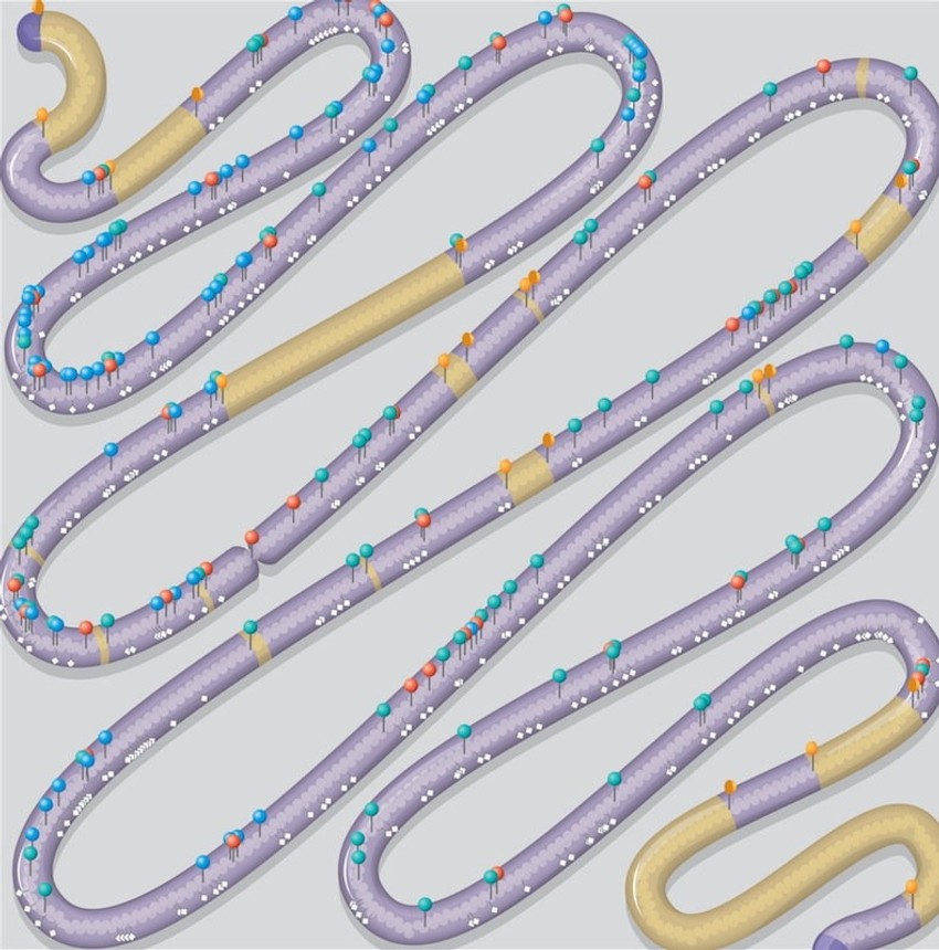 Ilustracija: Lucy Reading-Ikkanda