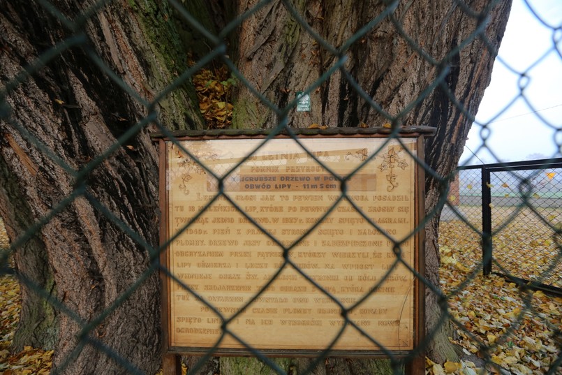 Dendrologom skończyła się cierpliwość, dlatego lipa została ogrodzona metalową siatką, by uniemożliwić zjadanie kory.