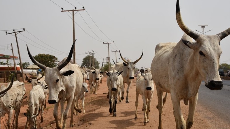 Bandits kill 8 people, steal 180 cows in Kaduna [ARTICLE] - Vimarsana News