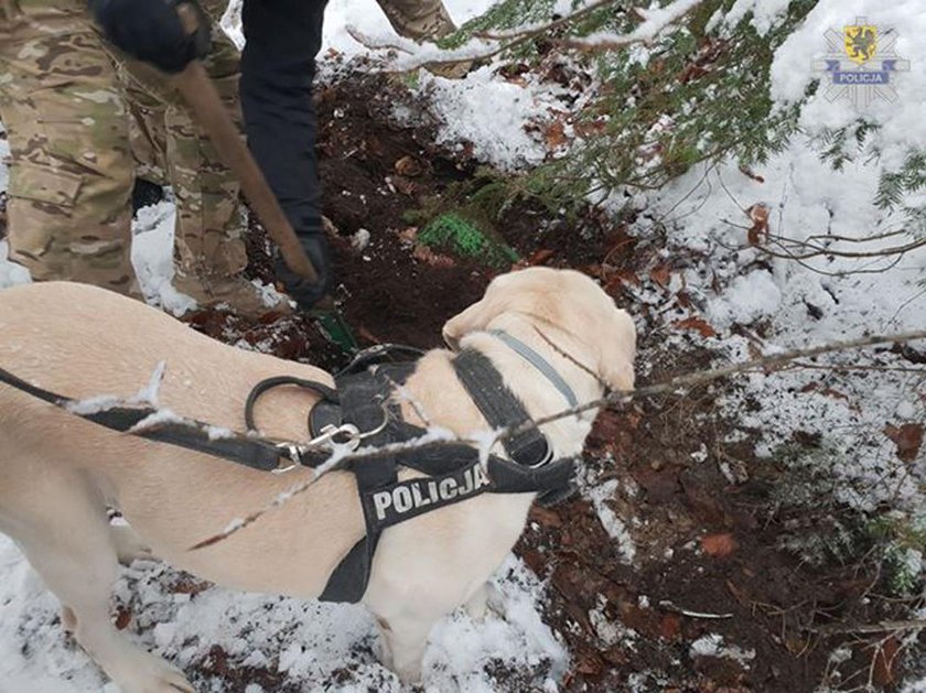 Policjanci wznowili poszukiwania Iwony Wieczorek 