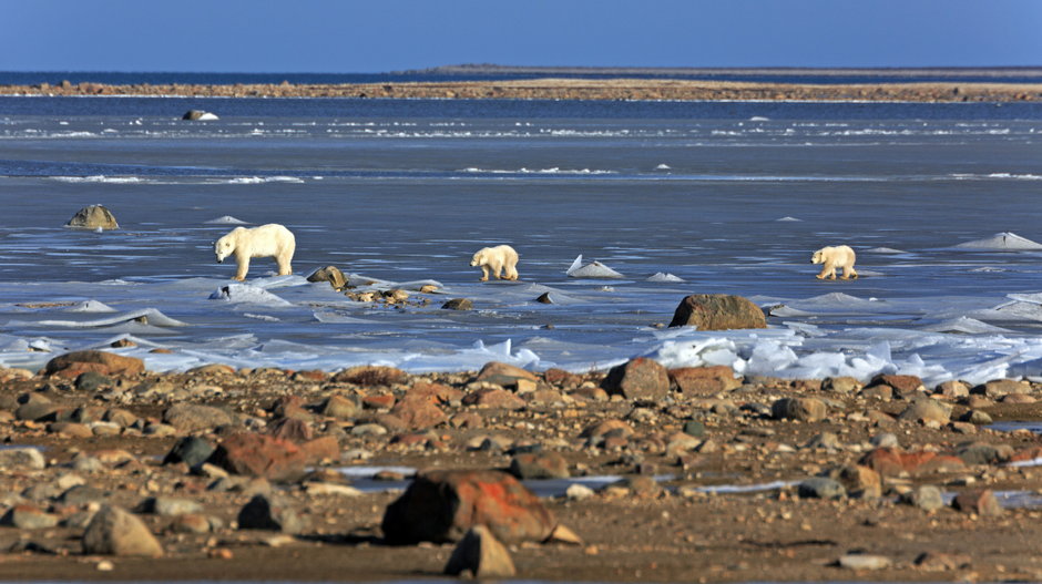 Niedźwiedzie polarne w Zatoce Hudsona / Shutterstock