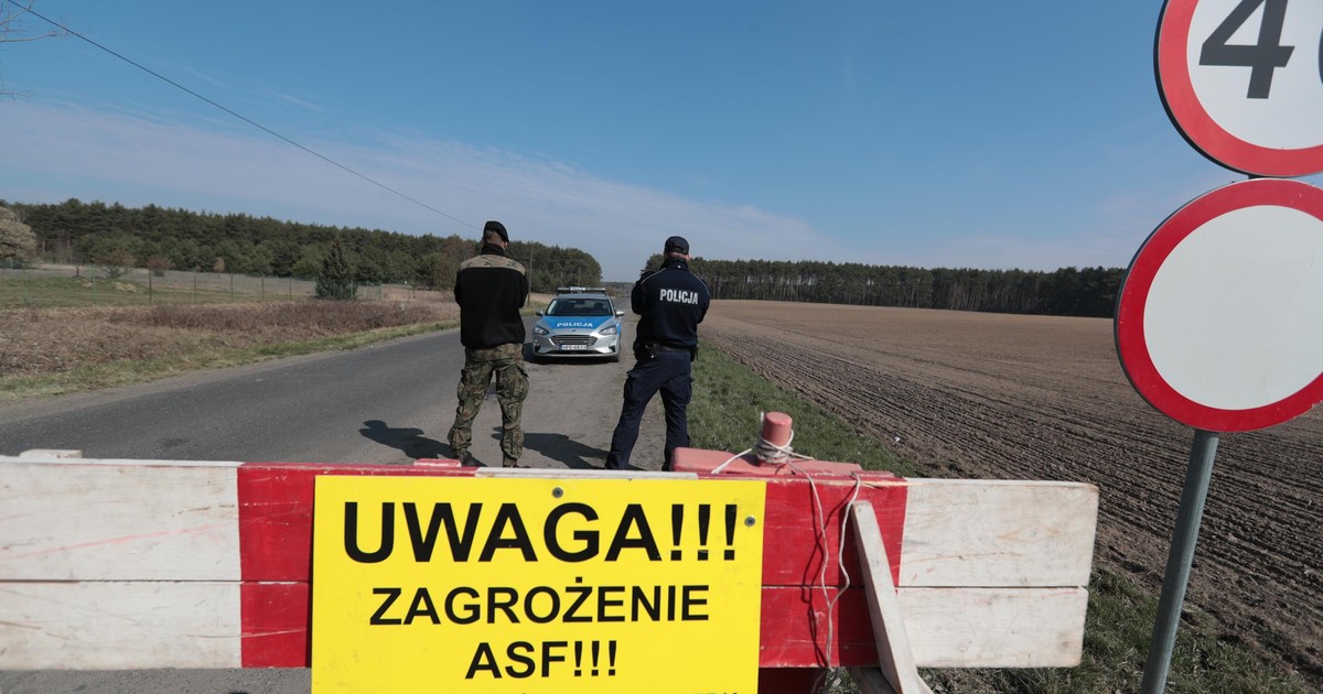 Gigantyczne ognisko ASF w Zachodniopomorskiem - co dalej?