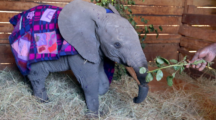 A sérült ormányú kiselefánt  / Fotó: Profimedia-Reddot