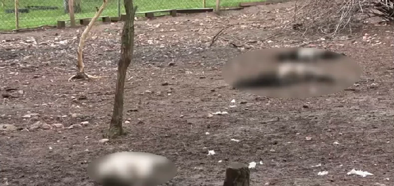 Psi lutalice podavili životinje u zoo igraonici u okolini Prokuplja