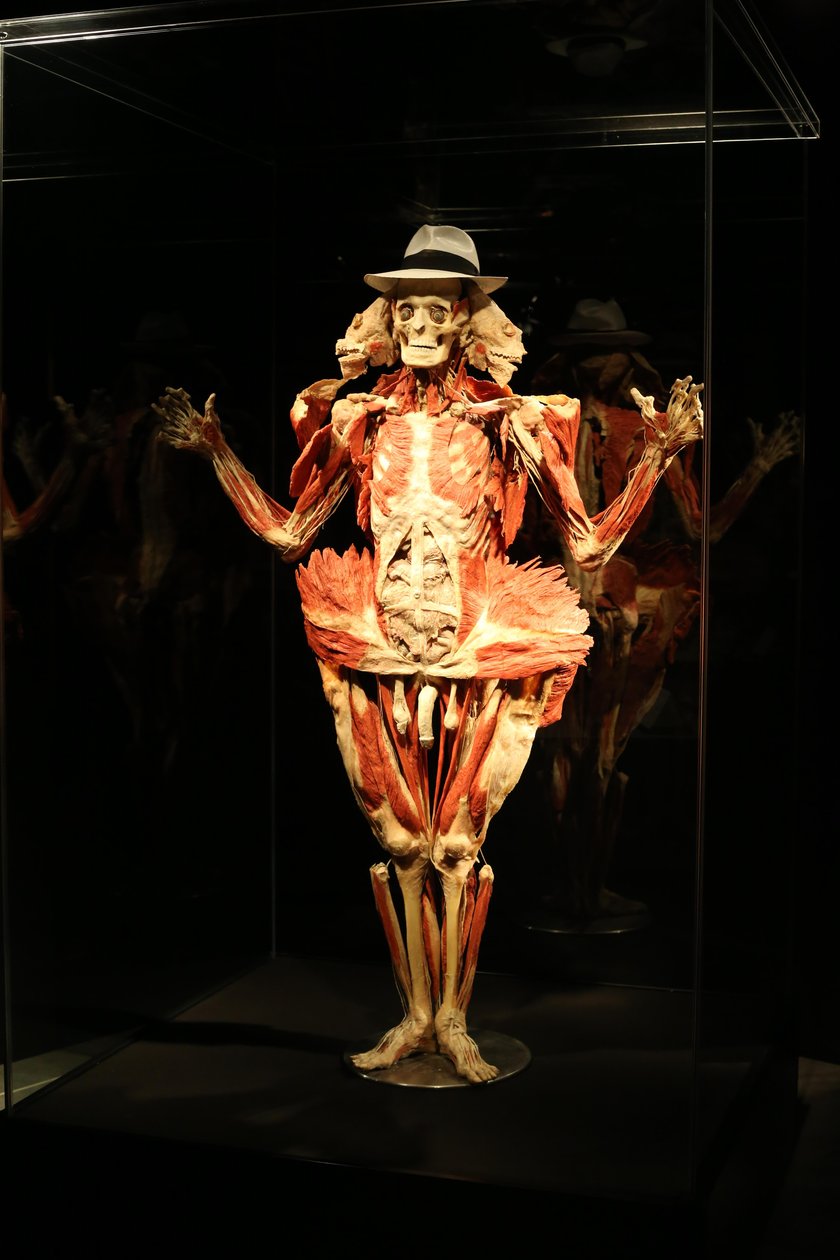 wystawa „Body Worlds"