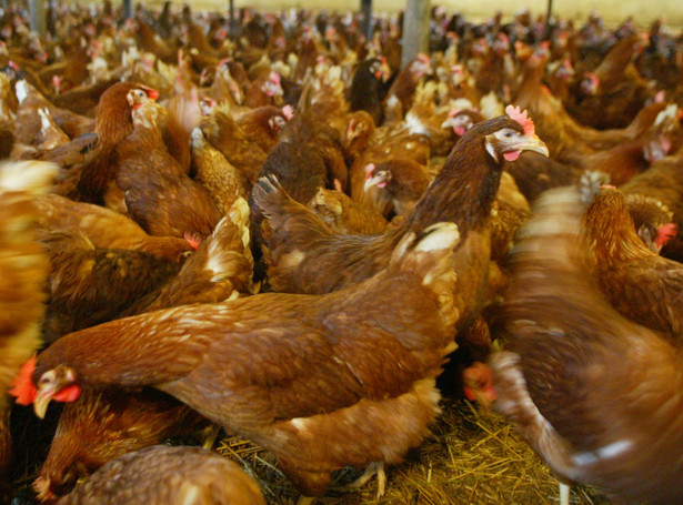 Uwaga na salmonellę z zarażonych kurczaków!