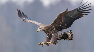 Niebawem w Lubuskim pojawią się młode bieliki