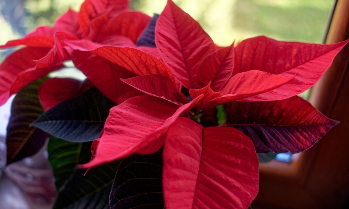 Florystka nauczyła mnie tej sztuczki. Poisencja zaczerwieni się na święta