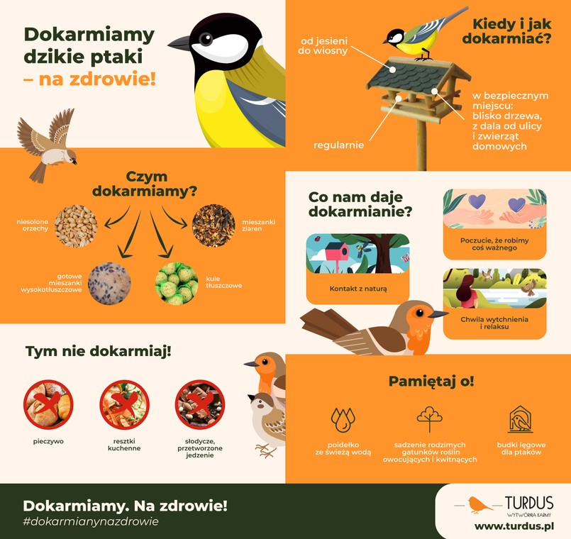 Czym karmić ptaki zimą?