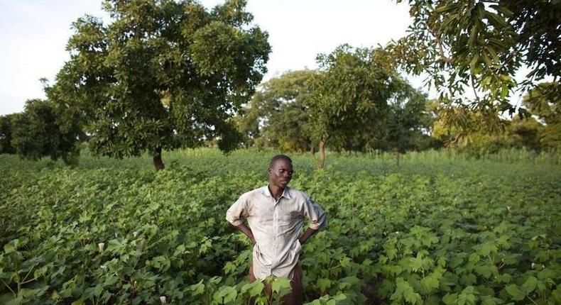 Cotton farmer Karim Traore, 29, surveys his cotton field outside Koutiala August 30, 2012. REUTERS/Joe Penney