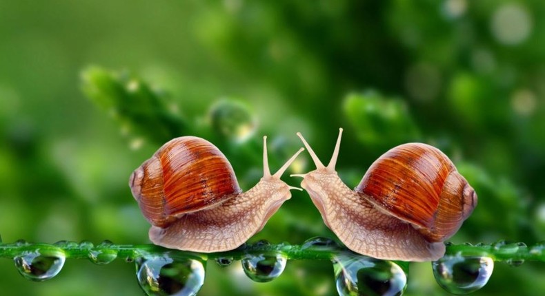 Snails secret mucin that is potent with vital nutrients.