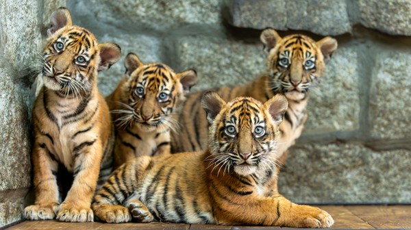 Ich przyjście na świat było sensacją. W tym roku trzem kotkom zrobimy: pa pa!