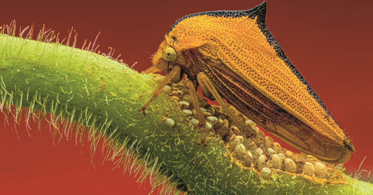 Z cierniem na grzbiecie. Naukowcy nie są pewni, czemu służy ta struktura