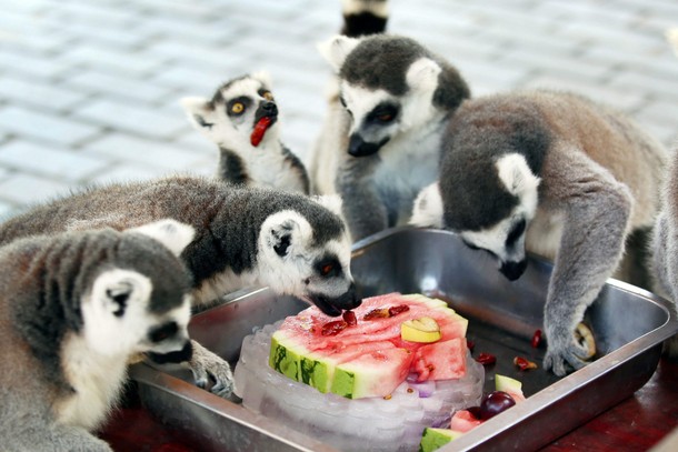 Ring-tailed lemurs eat a slice of watermelon on ice during the hot weather in a zoo in Changzhou