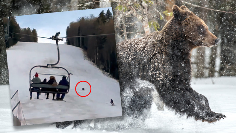 Rumunia: niedźwiedź gonił narciarza na stoku