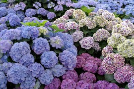 Ovo cveće se naziva KRALJICOM HLADOVINE, a naš stručnjak objašnjava na koji način se neguje HORTENZIJA kako bi uvek bila prelepa i raskošna