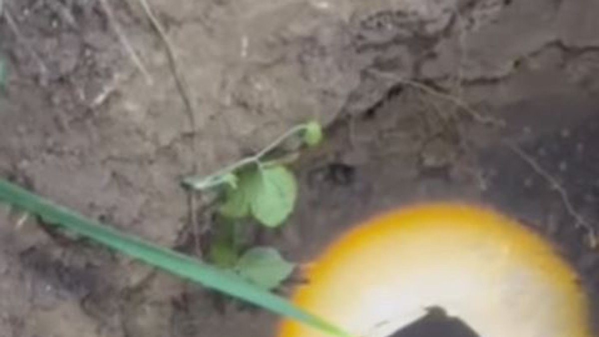 Pas upao u septičku jamu