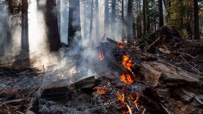 W lasach w całej Polski utrzymuje bardzo niebezpieczna sytuacja pożarowa i związana z tym "wysoka palność" lasów - poinformował dzisiaj Instytut Badawczy Leśnictwa.