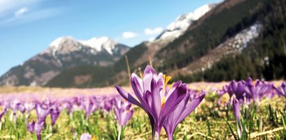 Jutro astronomiczna wiosna. Jest prognoza na weekend dla regionów