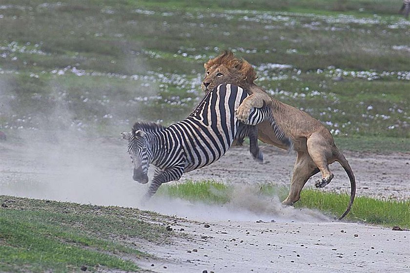 Brawo zebra! Lew dostał w pysk. FOTO