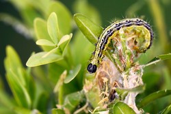 Jak się pozbyć ćmy bukszpanowej? Spryskaj tym bukszpan, a ćmy bukszpanowe znikną. Żywopłot Ci podziękuje
