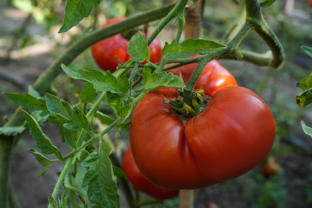Cieniowanie pomidorów. Na czym polega i czy warto je wykonywać?
