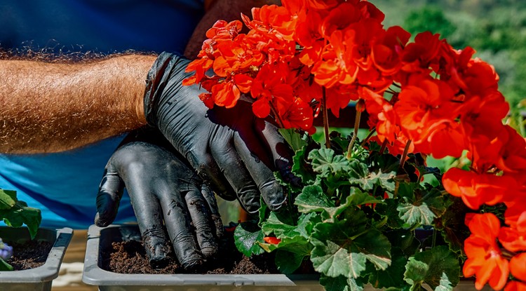 Ezt tedd a muskátlival nagy eső idején. Fotó: Shutterstock