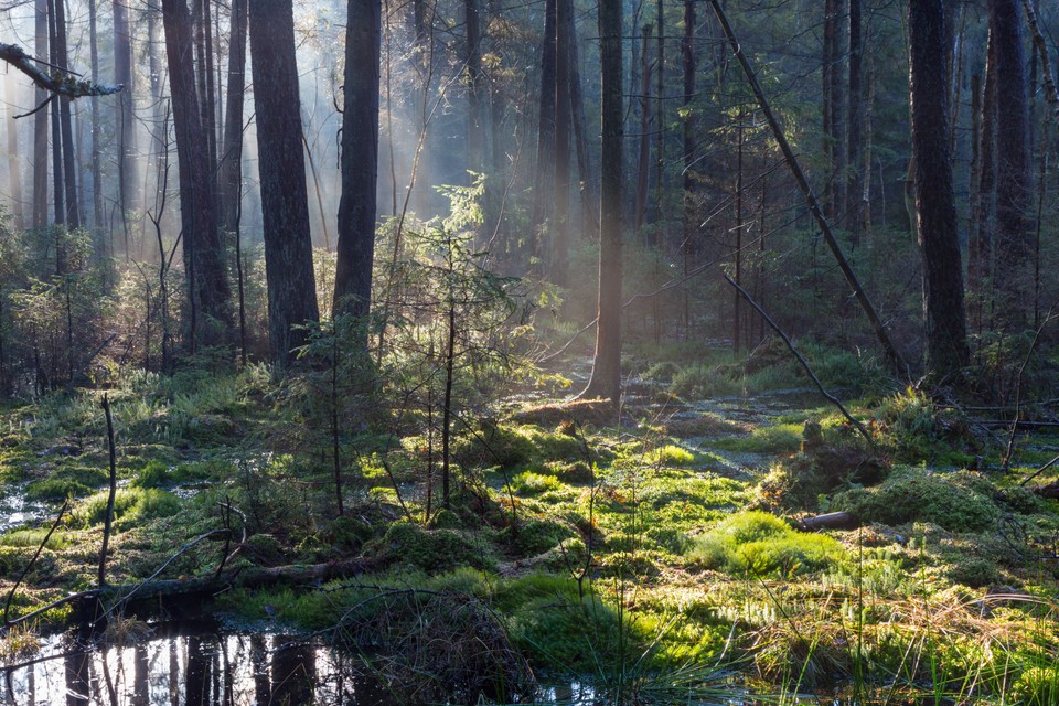 Podlaskie: Białowieski Park Narodowy