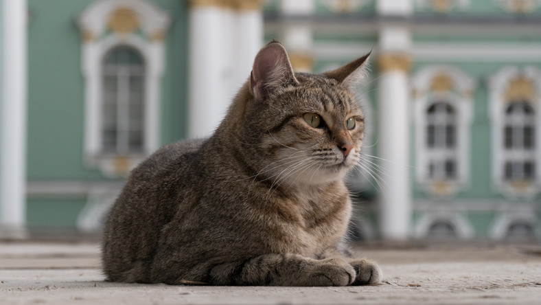 Rosja: w Petersburgu dobiega końca spis muzealnych... kotów