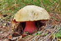 Borowik szatański (Boletus satanas)