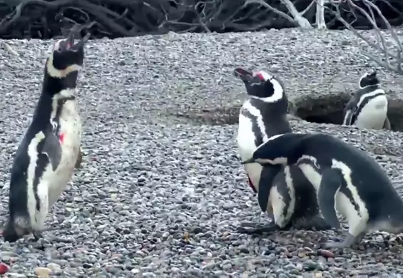 Nawet nie wiesz, jak bardzo wkręcisz się w losy pingwinów z tego filmu: jest miłość, zdrada i krew
