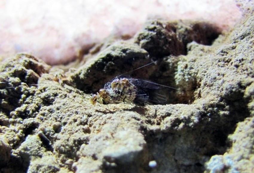 Parenje pećinskih insekata roda Neotrogla je veoma neobično