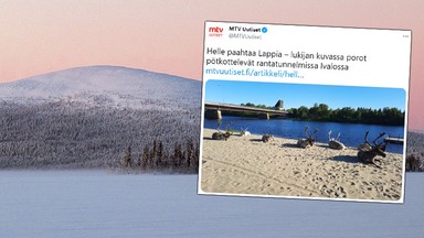 Renifery plażują nad rzeką. W Laponii rekordowe upały