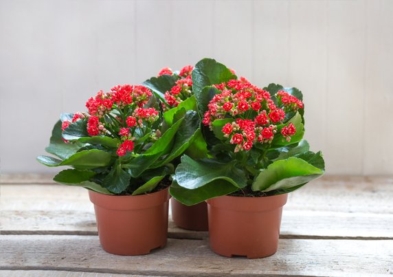 Kalanchoe