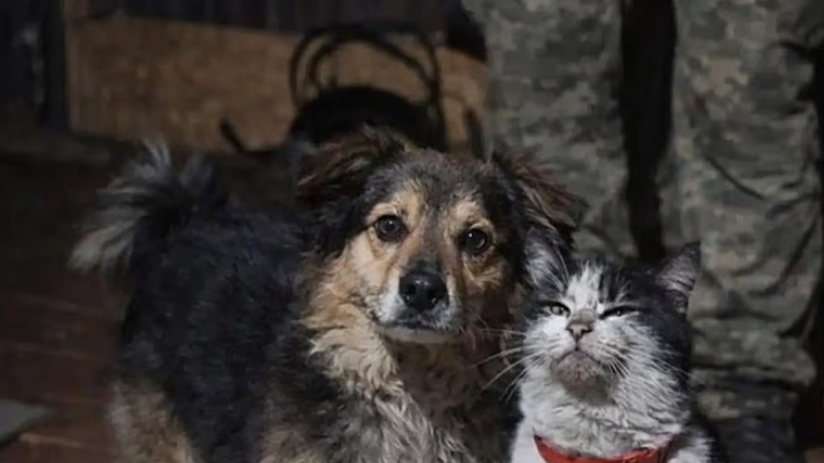 Pas i mačak spaseni sa ukrajinskog fronta