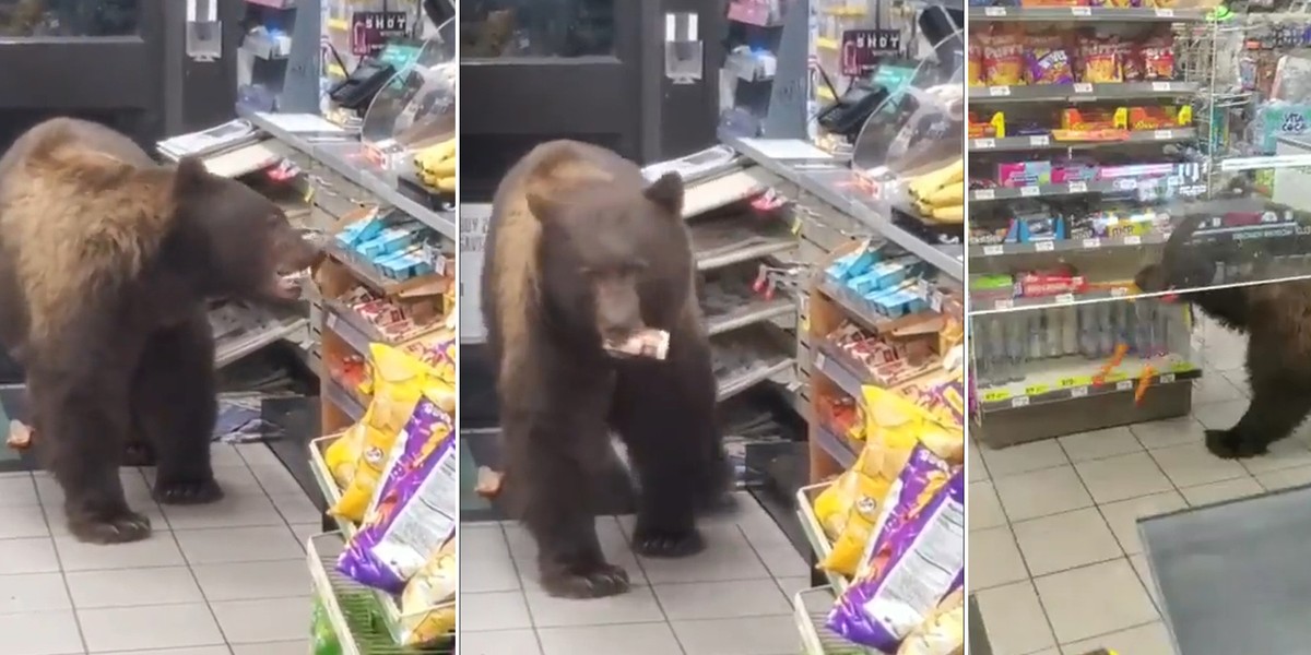 Niedźwiedź odwiedził jeden ze sklepów w Kalifornii. Połasił się na czekoladowe batoniki.