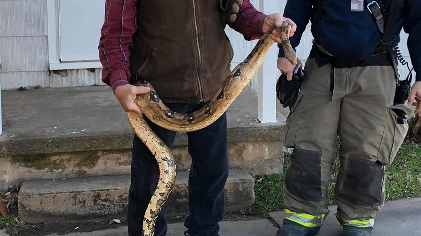 Mężczyzna znalazł w mieszkaniu boa dusiciela