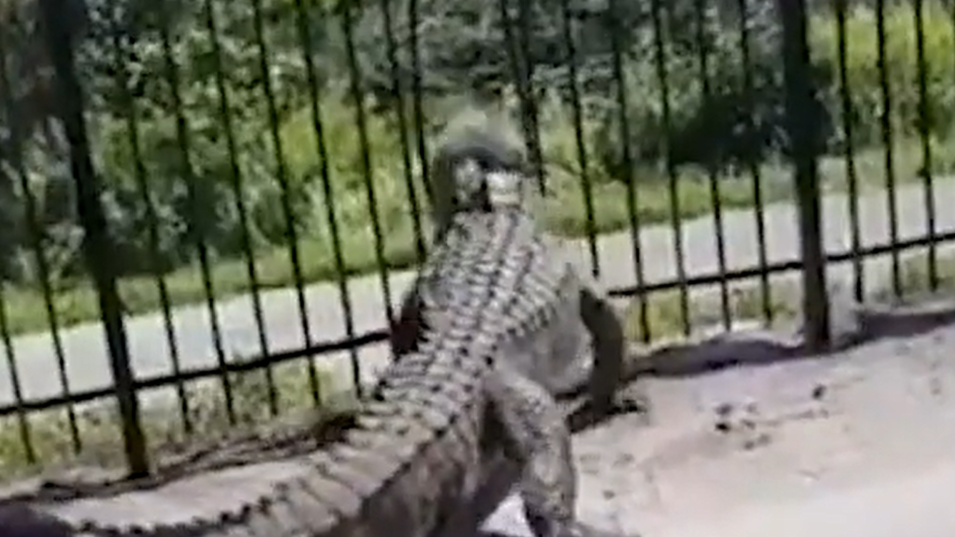 Aligátory majú veľkú silu.