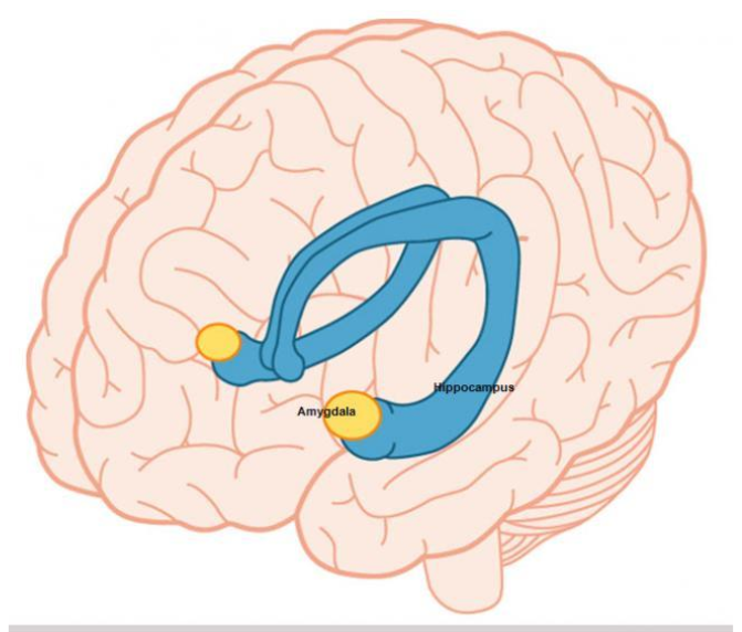 Magyar tudósok megállapították, hogy a memórizálásért felelős agyterületen a férfiaknál szabályosabbak a kapcsolatok, mint a nőknél 