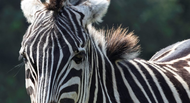 A zebra.Marcia Straub/Getty Images