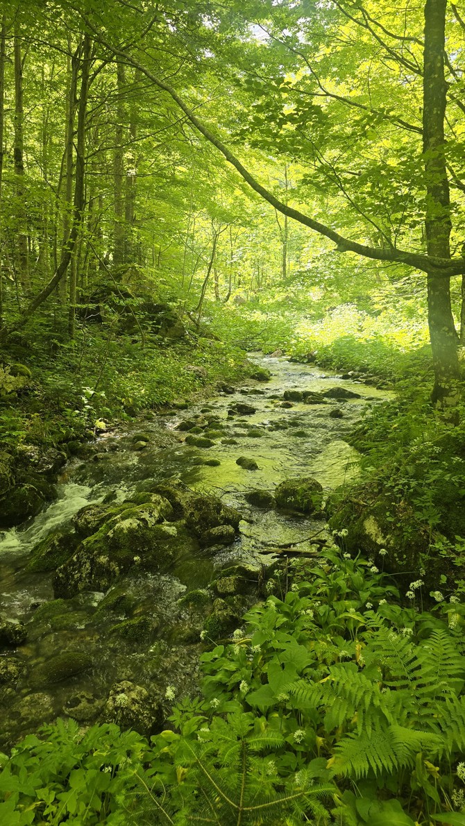 Veličanstvena reka Sušica