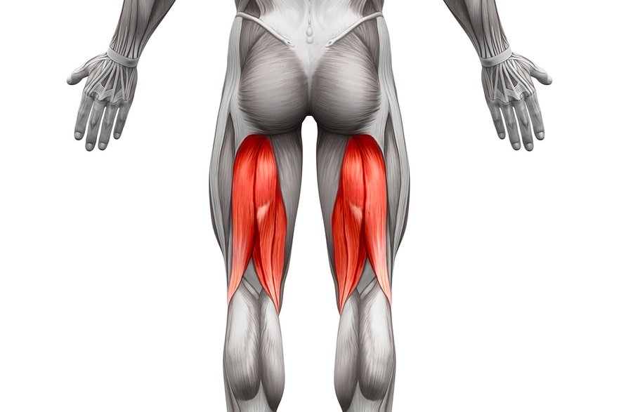 Mięśnie kulszowo-goleniowe znajdują się z tyłu uda