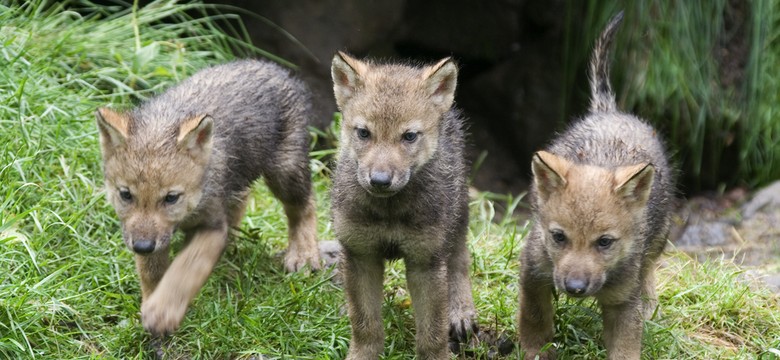 Nie tylko puma. Aktywiści donoszą o udomowianiu młodych wilków