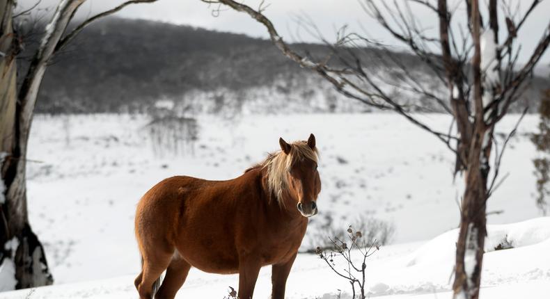 A member of a small herd of Brumbies, affectionally named 'the welcoming committee' by local horse watchers, rests in deep snow in Australia's Kosciuszko National Park.Brook Mitchell/Getty Images