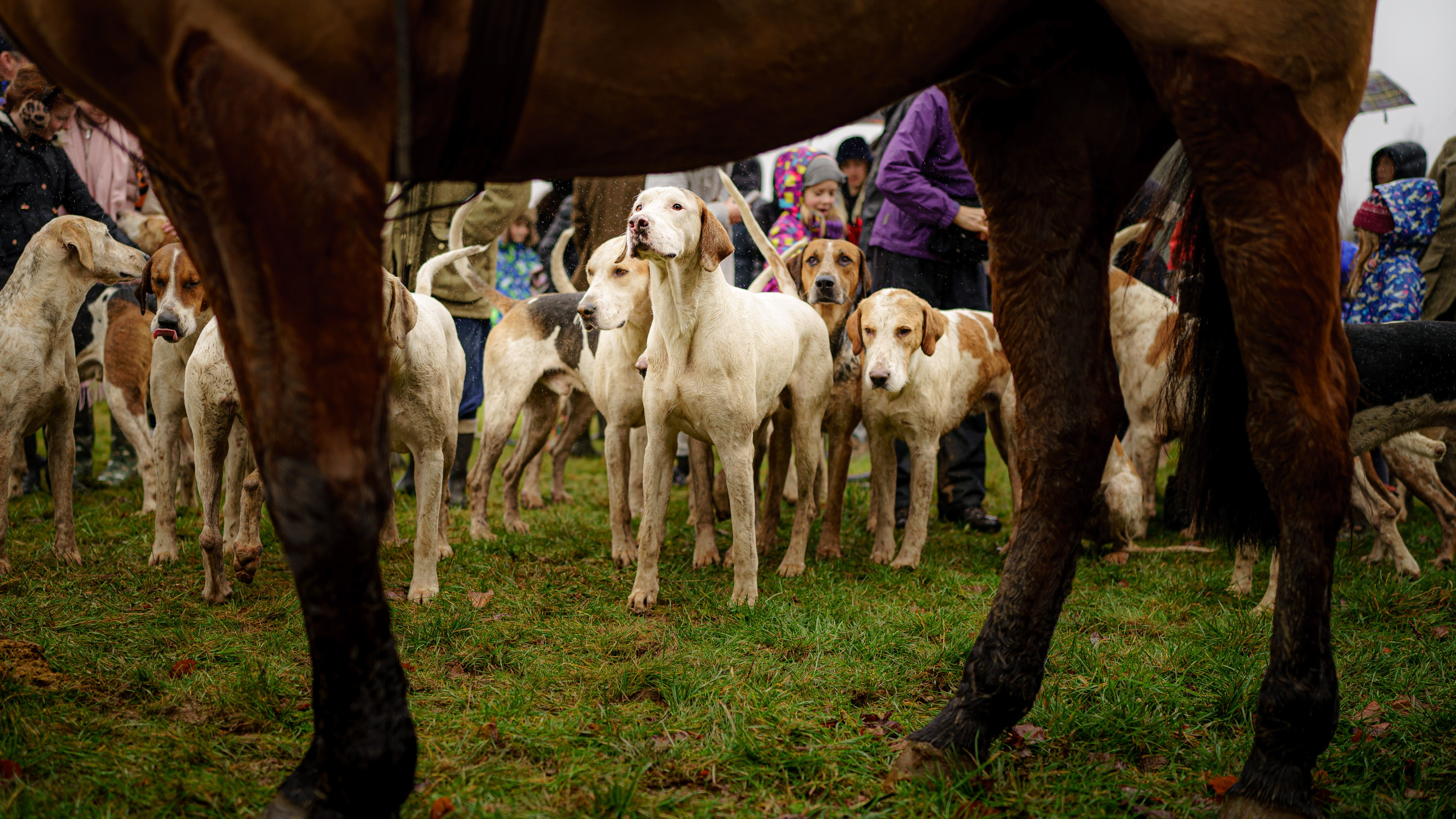UK to ban trail hunting as 'smokescreen for illegal fox hunting'